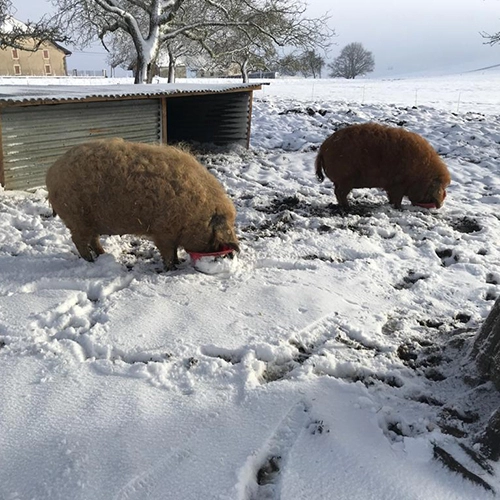 cochon-neige-s